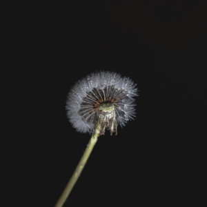 Dandelion, Taraxacum erythrospermum, seeds, low-key, moist, Swabian Jura, Baden-Württemberg, Germany, Europe Dandelion, Taraxacum erythrospermum, seeds, low-key, moist, Swabian Jura, Baden-Württemberg, Germany, Europe